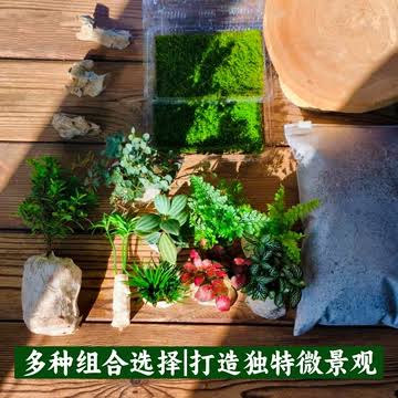 Miniature landscape display with moss stones and tiny greenery